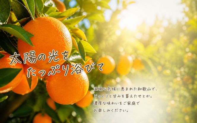 【ご家庭用訳あり】紀州和歌山産　せとか　約５ｋｇ　【先行予約】【みかん】 ※2027年2月中旬頃〜2027年3月中旬頃発送予定（お届け日指定不可） 【uot748A】