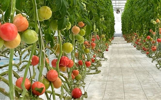 鈴鹿山麓トマト「カラフルミニトマト」箱詰め（1.8kg入り）【トマト ミニトマト 採れたて 自然 栽培 水耕栽培 野菜 甘い あまい おいしい 美味しい 三重県 四日市市 ふるさと納税】