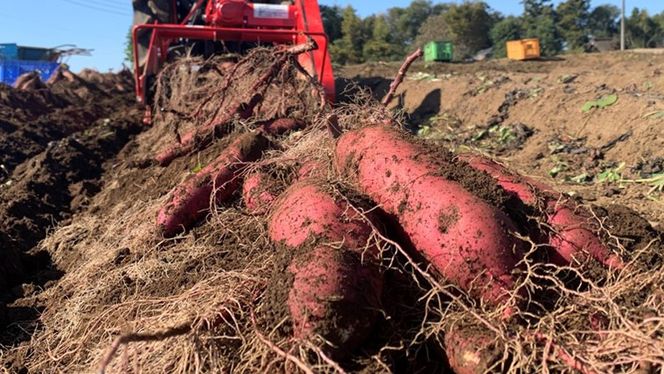 【 2025年10月下旬以降発送 】 訳あり 茨城 八千代町産 さつまいも すずほっくり 土付き 無選別 生芋 約 10kg 農家直送 熟成 イモ 芋 いも おやつ デザート 秋 [AX036ya]