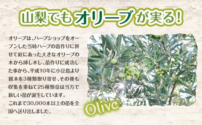 【ハーブショップYOU'樹】【おまかせセット】『ハーブとの出会いから約50年。山梨県唯一の「地域特産物マイスター」が育てるハーブ苗』和ハッカの苗 3号ポット 12品種セット SWBE014