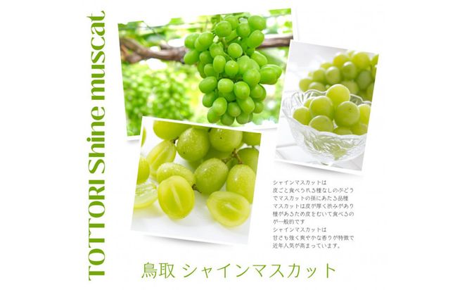 鳥取産 シャインマスカット 訳あり ご自宅用 2房 312011_FT008
