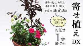 【 確実園 オリジナル 】 寄せ植え DX （おまかせ1点） ガーデニング 花 はな フラワー 鉢 鉢植え [BG010us]
