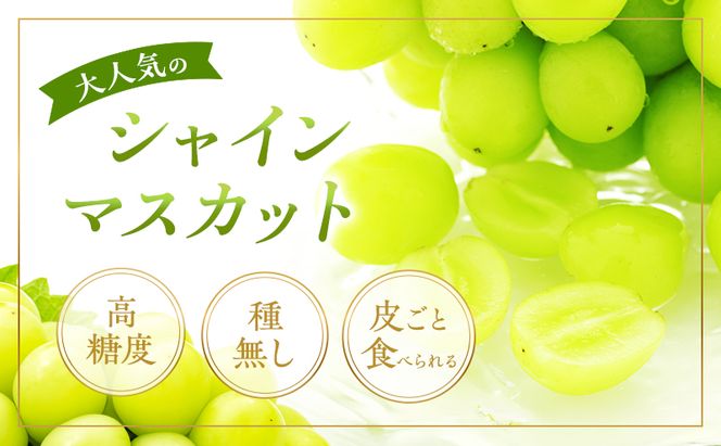 ぶどう 2026年 先行予約 シャイン マスカット 晴王 1房 650g以上 2026年9月上旬～9月下旬発送分 ブドウ 葡萄 岡山県 赤磐市産 国産 フルーツ 果物 ギフト 赤坂青空市 種無し 