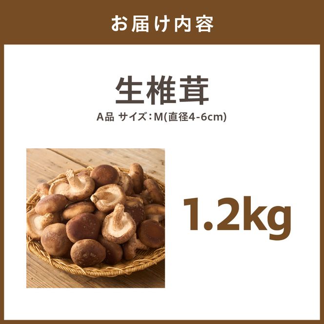 【一週間以内に発送】生しいたけ　肉厚シイタケ　無農薬　菌床栽培　1.2kg【ハタモト農産】_HA1003