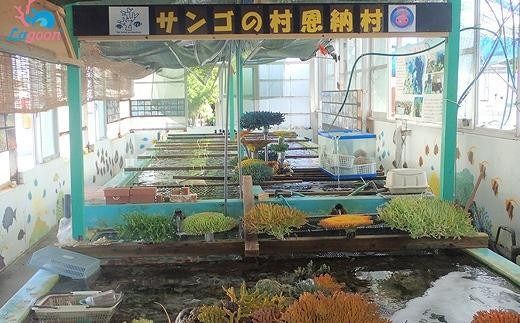 チケット サンゴ苗作り体験 ｜ 2名 or 1名×2株 沖縄サンゴの村【恩納村ラグーン】