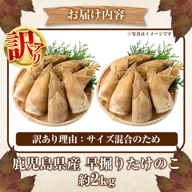 ＜先行予約受付中！2026年12月上旬以降順次発送予定＞訳あり！鹿児島県産 早掘りたけのこ(約2kg) 国産 野菜 たけのこ タケノコ 筍 旬 煮物 水煮 天ぷら つくだ煮【松永青果】akn053-29
