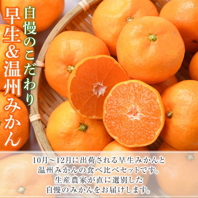 ＜先行予約受付中！2026年12月上旬以降順次発送予定＞ 数量限定！早生・温州ミカン食べ比べセット(合計20kg・各10kg) 国産 フルーツ 果物 蜜柑 柑橘【三笠農業生産】akn051-14