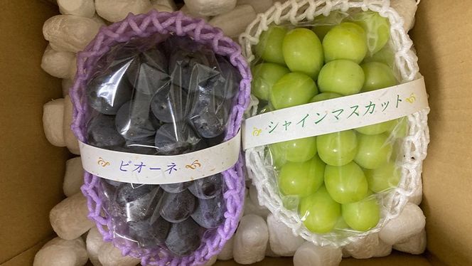 ぶどう 2品種 食べ比べ（各１房ずつ）【2026年8月より発送開始】（茨城県共通返礼品 [ぶどう]：結城市産）  ブドウ 葡萄 果物 フルーツ 茨城県産 [BI450-NT]