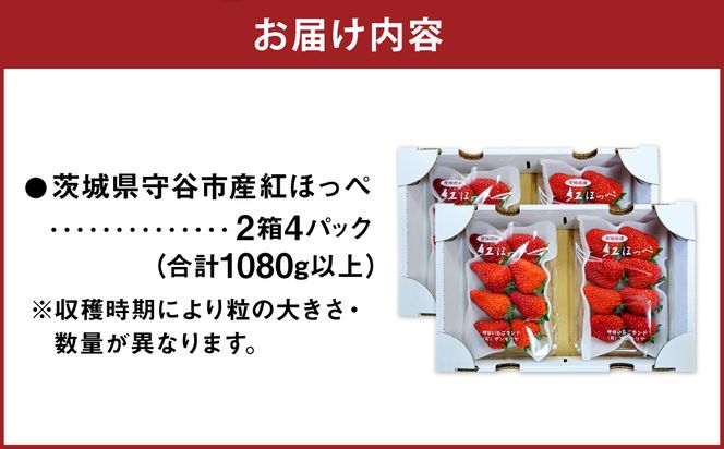 【先行予約】紅ほっぺ 2箱 4パック（合計1,080g以上） ※2027年2月～発送 | いちご 苺 フルーツ 果物 くだもの 果実 完熟 冷蔵 守谷市産 茨城県 守谷市