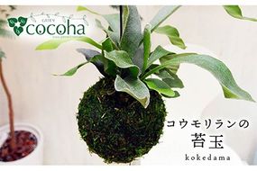 吊るして オシャレ 『 コウモリラン 苔玉 』 糸島市 / cocoha 観葉植物 室内 [AWB004]