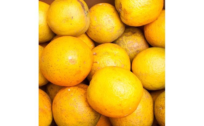 家庭用 バレンシアオレンジ7.5kg+250g（傷み補償分）