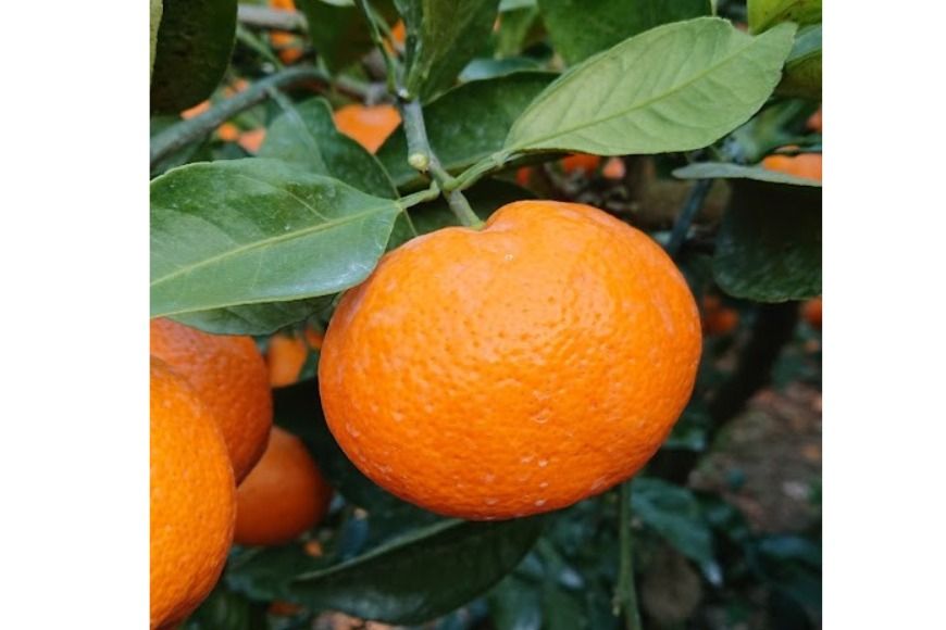 [先行受付][数量限定]南柑20号(生果)5kg(2025年12月上旬頃より順次発送)I