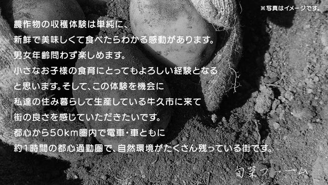 じゃがいも 「 とうや 」 収穫体験 (6/6（土）、6/7（日）開催) ジャガイモ 芋 収穫体験チケット 収穫 収穫体験 体験 チケット 観光 旅行 自然 農業体験 お土産 持ち帰り