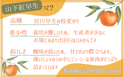 【先行予約】秀品 「紅娘」 温州 みかん 山下紅早生 5kg 【S~2Lサイズおまかせ】【2024年11月下旬～2024年12月中旬までに順次発送】＜味好農園＞ /温州みかん みかん 蜜柑 柑橘 山下早生 早生 秀品 紅早生 フルーツ 果物 くだもの 希少【agy001】