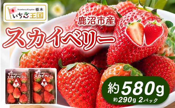 【先行予約】出会いの森いちご園 スカイベリー （290g×2パック） | いちご イチゴ 苺 栃木県 果物 くだもの フルーツ スカイベリー 新鮮 贈答 ギフト デザート スイーツ ※離島への配送不可 ※2026年12月上旬頃から2027年3月下旬頃に順次発送予定