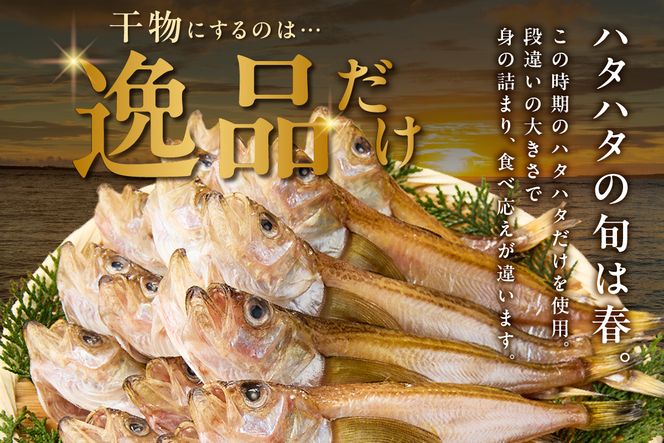 【干物 干ハタハタ 1kg 干物の本場 香住産 冷凍】塩と氷を直接ふりかけ桶で一晩漬け込んだ「まぶり塩製法」により干し上げました。伝統の技術 素材の良さ抜群 兵庫県 香美町 香住 柴山 大人気 ふるさと納税 蔵平水産 08-08 ☆