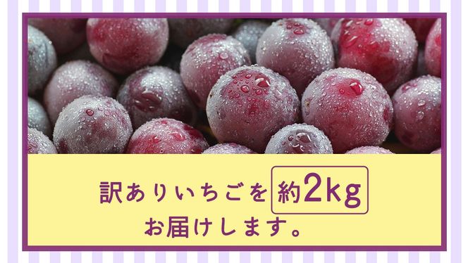 ＜ 訳あり ＞ 巨峰 4パック(約2kg)【2026年9月より発送開始】（茨城県共通返礼品 [ぶどう]：結城市産） ぶどう ご家庭用 お得 フルーツ 果物 加工用