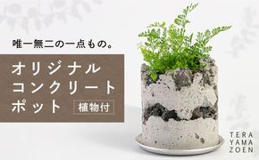 TERAYAMA ZOEN オリジナルコンクリートポット（植物付き） 糸島市 / NIWAMO 鉢 観葉植物[AIO001] 鉢植え プランター インテリア 室内 玄関 観葉植物 植木 鉢 植物 グリーン