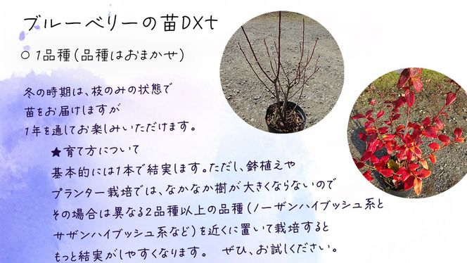 ブルーベリー の 苗 DX 1品種 （品種おまかせ） ラビットアイ系 ハイブッシュ系サザン サザンハイブッシュ系 苗 庭木 果樹 ガーデニング [BG014us]