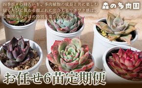 【何が届くかお楽しみ！】色づきの美しい多肉植物お任せ6苗6か月定期便  多肉植物 多肉 植物 家庭菜園 初心者 簡単 厳選 無加温 お任せ 苗 美しい ハウス 色鮮やか 輸入苗 名張市特有 盆地気候 三重県 名張市