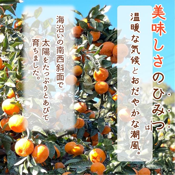 DI6032n_和歌山県有田産 八朔 3kg 秀品 (M～2Lサイズおまかせ)