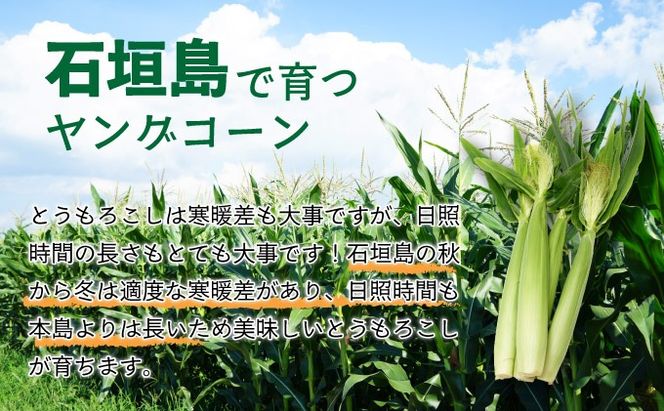 【先行予約2025年12月-2026年4月】 1番遅くて1番早い！？ 朝採れプレミアムヤングコーンを皮付きのまま30本お届け！！