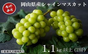 厳選 シャインマスカット 2房 合計1.1kg以上 産地直送 朝採れ ぶどう 葡萄 Kawahara Green Farm 岡山県産 2026年 果物 フルーツ 甘味 酸味 さっぱり 大粒 種なし 人気 甘い 