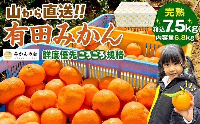 ya̎RLc쒬z݂ R璼  7.5kg ( eʖ 6.8kg ) NxD悲낲Ki a̎RY Yn ƒpm2025N11{2026N1{oח\nm݂̉n  AX216