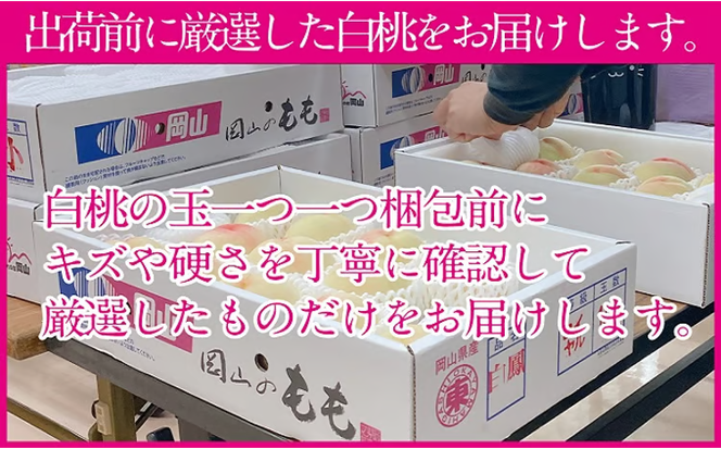 桃 2026年 先行予約 岡山の白桃 300g以上×6玉 白桃 旬 みずみずしい 晴れの国 おかやま 岡山県産 フルーツ王国 果物王国 デザート 岡山の桃 旬の桃 [№5735-1328]