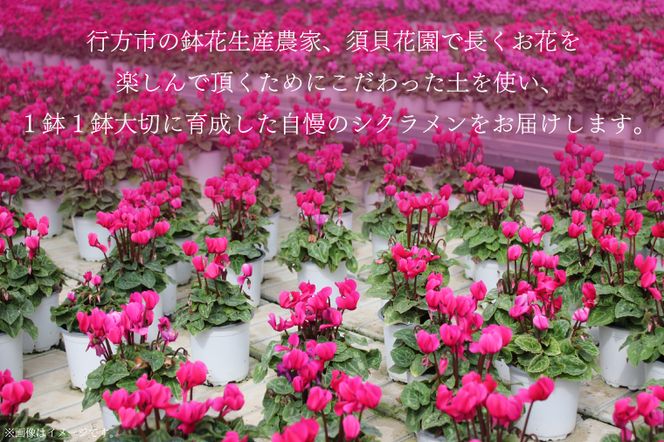 【2026年11月より順次発送】須貝花園 ミニシクラメン(3.5号鉢) 15鉢セット｜シクラメン ミニシクラメン 花 季節の花 セット 須貝花園 先行予約 茨城県 行方市(C-1)