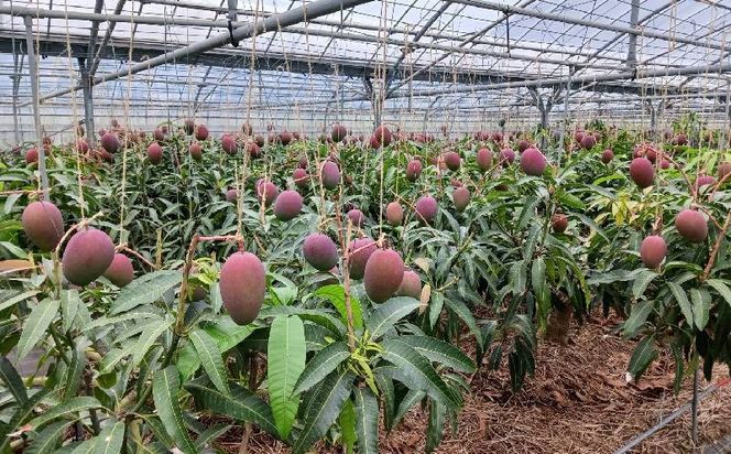 【2026年発送】濃密マンゴー《秀品・約1kg》大宜味村農家さんから直送 秀品 先行予約 沖縄 甘味 糖度 濃厚 おいしい お土産 まんごー アーウィン 果物 くだもの 果実 送料無料 ふるさと納税 １キロ トロピカル 箱入り 食べ物 フルーツ