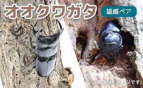 サステナブル オオクワガタ オス メス 成虫ペアセット　クワガタ 成虫 ペア セット 生体 日本国産 国産 虫 昆虫 生き物 生物 子供 趣味 男の子 ペット 育成 観察 学習 自由研究 京都府 南丹市