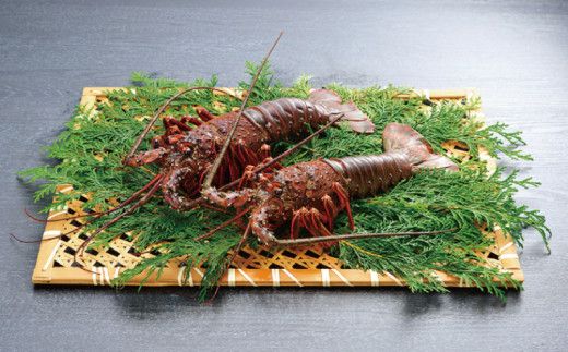天然 伊勢えび（活）1～3尾 300～450g【2026年10月中旬頃から2027年3月末までに順次発送（1月は漁不可）】 / 伊勢えび 伊勢海老 海老 海鮮 天然 えび エビ 活【enk001】