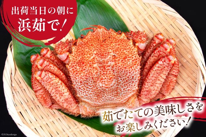 【期間限定発送】かに 三陸産浜ゆで毛ガニ 約500g×2 計1kg [村東商店 宮城県 気仙沼市 20564161] 魚介類 海鮮 三陸産 三陸 カニ 蟹 毛ガニ 毛がに 毛蟹 ボイル 浜茹で 浜ゆで 冷蔵