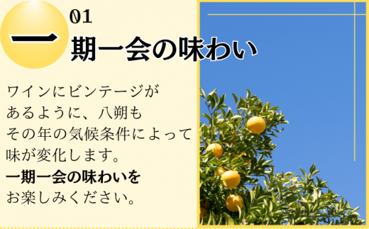 きみの八朔ジュース 180mL×6本 / 果汁 ジュース 八朔ジュース オレンジジュース ドリンク セット 有機 無添加 100% 【kmf006】