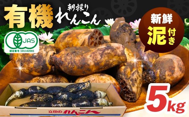 有機JAS認証 土付きレンコン 5kg れんこん 有機栽培 産地直送 野菜 愛西市 / 株式会社山三レンコン [AEBK004]