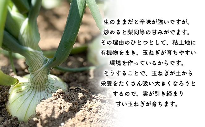 2026年秋発送 梨同等の甘さ！ジューシーで甘い玉ねぎ Lサイズ  約5kg まっくオニオン 玉ねぎ 北海道 富良野 野菜 玉葱 タマネギ