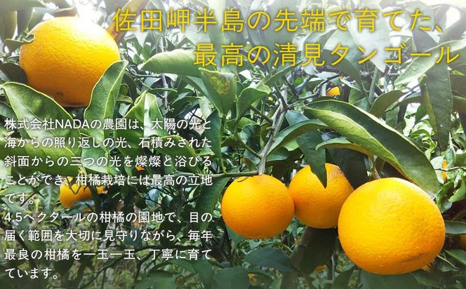 【先行予約】【農家直送】愛媛県産 清見タンゴール 贈答用 4.5kg（2026年3月上旬～4月中旬頃発送予定） IKTC007 