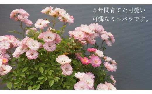 寄せ植え ミニバラ 盆栽 風 仕立て「桜坂」 バラ 花 お花 フラワー ギフト 母の日 [BN050ci]