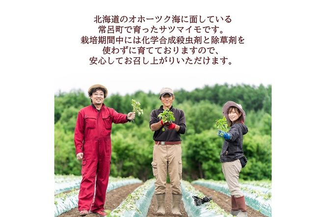 【予約：2025年11月中旬から順次発送】北海道北見市常呂町産 サツマイモ オホーツクシルク 5kg ( さつまいも さつま芋 焼き芋 大学芋 )【111-0001】