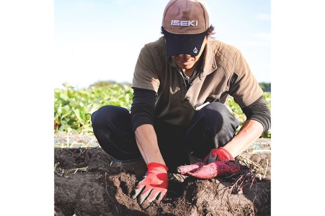 【予約：2025年11月中旬から順次発送】北海道北見市常呂町産 サツマイモ オホーツクシルク 5kg ( さつまいも さつま芋 焼き芋 大学芋 )【111-0001】
