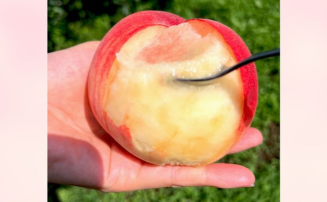 桃 先行予約 白鳳 約 3kg フルーツ 果物 夏 旬 旬の果物 旬のフルーツ 2026年 8月発送