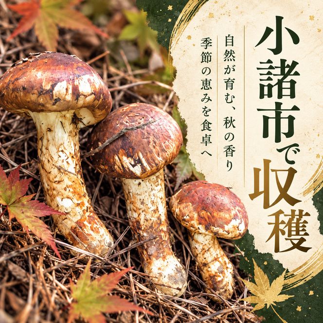 松茸 約400g 約3～5本 きのこ 野菜 国産 秋の味覚 冷蔵 冷蔵配送