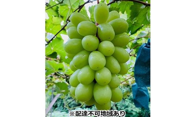 ぶどう 2026年 先行予約 シャイン マスカット 2房 合計1.4kg以上 ブドウ 葡萄  岡山県産 国産 フルーツ 果物 ギフト 河本農園 果物類 シャインマスカット 