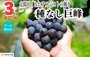 巨峰 種なし 有田巨峰村の巨峰 3kg( 5房 ～ 9房 ) 和歌山県産 【みかんの会】AX284
