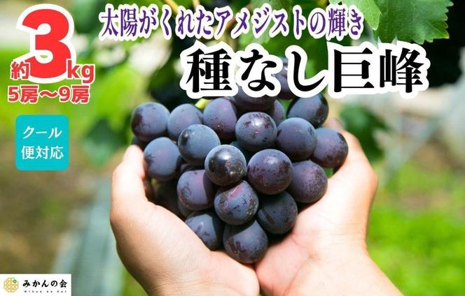 巨峰 種なし 有田巨峰村の巨峰 3kg( 5房 ～ 9房 ) 和歌山県産 【みかんの会】AX284