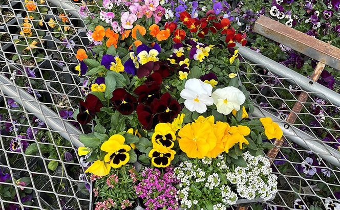 秋 の 花苗 おすすめ セット 24ポット(10月下旬～1月発送) ガーデニング 園芸 お花 花 フラワー 
