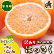 ＜1月より発送＞家庭用 はっさく5kg+250g（傷み補償分）｜ 八朔みかん わけあり