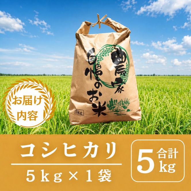 【先行予約】無洗米令和8年産 コシヒカリ 5kg 【 お米 米 コメ 精米 南丹市 】 令和8年 5キロ 新米 新米26
