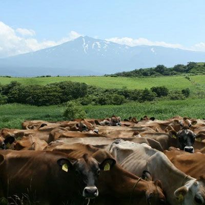 ジャージー乳仕込み！手軽にベーコンリゾット 土田牧場さんのお土産 250g×2袋